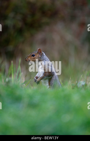 L'écureuil gris Sciurus carolinensis in grass Banque D'Images