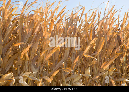 Les tiges de maïs sèches standing in field contre un ciel bleu. Banque D'Images