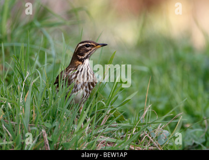 Redwing Turdus iliacus coburni (Turdus) Banque D'Images