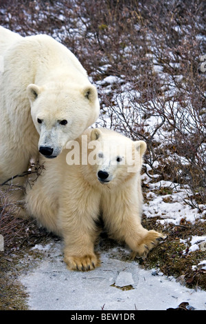L'ours blanc, Ursus maritimus, sow et cub dans l'aire de gestion de la faune de Churchill, la baie d'Hudson, à Churchill, Manitoba, Canada. Banque D'Images