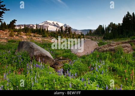 Mont Adams et fleurs sauvages à Bird Creek Meadows Yakama Indian Reservation Washington Banque D'Images