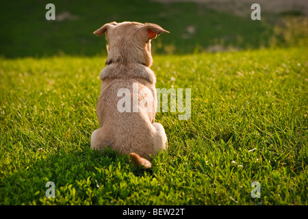 Pug-Chihuahua mixed breed dog sitting dans l'herbe avec accès à l'afficheur Banque D'Images