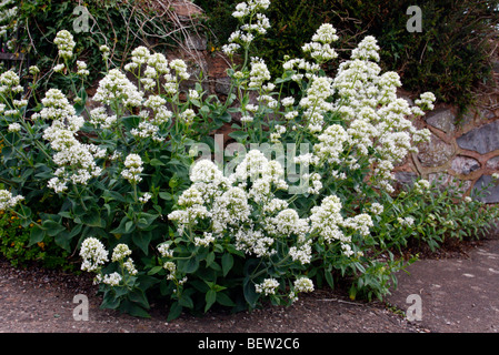 Centranthus ruber 'Albus' - Blanc de valériane. Banque D'Images