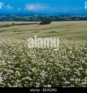 Blooming le sarrasin dans la les contreforts. La Sibérie, Fédération de Russie Banque D'Images