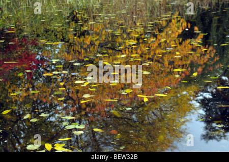 Arbres en automne reflète dans l'eau à travers les feuilles flottantes. Banque D'Images