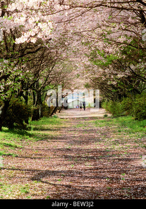 Couple walking down lane vide tranquille sous le couvert de cerisiers en fleurs au Japon Banque D'Images