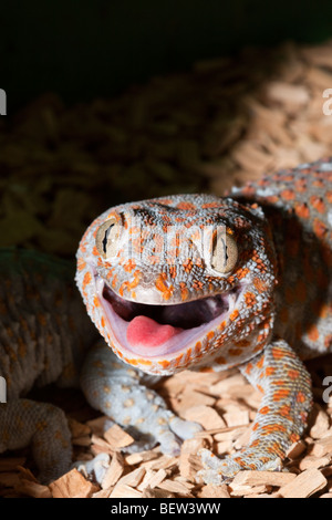 Le Tokay Gekko gecko, gecko, en Papouasie occidentale, Indonésie Misool Banque D'Images