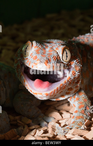 Le Tokay Gekko gecko, gecko, en Papouasie occidentale, Indonésie Misool Banque D'Images