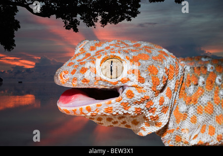 Le Tokay Gekko gecko, gecko, en Papouasie occidentale, Indonésie Misool Banque D'Images