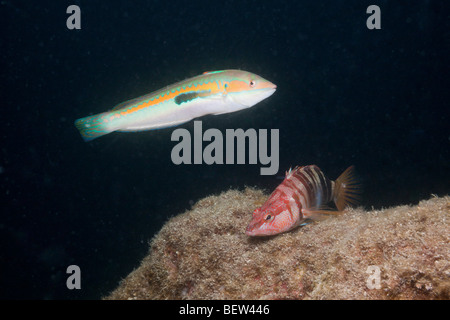 Rainbow Wrasse et peint Comber, Coris julis, Thorogobius scriba, Istrie, Adriatique, Croatie Banque D'Images