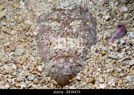 Star Gazer, Uranoscopus scaber, Istrie, Adriatique, Croatie Banque D'Images