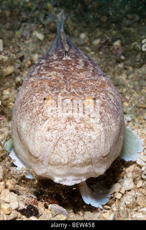 Star Gazer, Uranoscopus scaber, Istrie, Adriatique, Croatie Banque D'Images