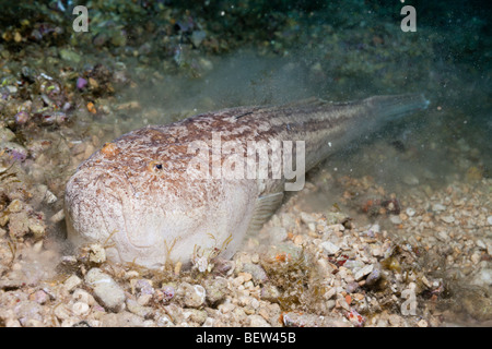 Star Gazer, Uranoscopus scaber, Istrie, Adriatique, Croatie Banque D'Images