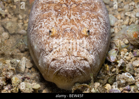 Star Gazer, Uranoscopus scaber, Istrie, Adriatique, Croatie Banque D'Images