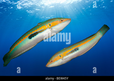 Rainbow Wrasse, Coris julis, Istrie, Adriatique, Croatie Banque D'Images