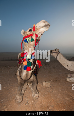 Chameau d'Arabie, le dromadaire, Camelus dromedarius, Le Caire, Egypte Banque D'Images