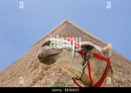 Pyramide de Khafra, Le Caire, Egypte Banque D'Images