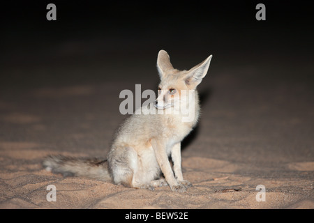 Renard du désert la nuit, Vulpes zerda, Désert de Libye, Egypte Banque D'Images