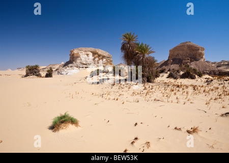 Oasis al-Wadi près de White Desert National Park, Désert de Libye, Egypte Banque D'Images