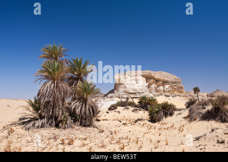 Oasis al-Wadi près de White Desert National Park, Désert de Libye, Egypte Banque D'Images