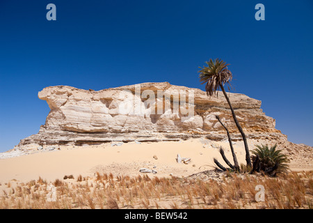 Oasis al-Wadi près de White Desert National Park, Désert de Libye, Egypte Banque D'Images