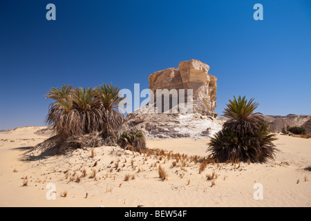 Oasis al-Wadi près de White Desert National Park, Désert de Libye, Egypte Banque D'Images