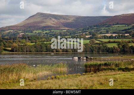 Les vaches de l'alcool à bord de l'eau de Llangorse Lake, au pied de la montagne Llangorse, près de Brecon, Powys, Wales Banque D'Images