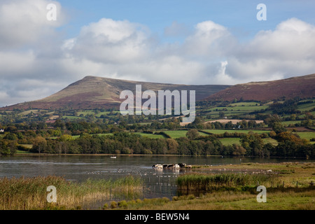 Les vaches de l'alcool à bord de l'eau de Llangorse Lake, au pied de la montagne Llangorse, près de Brecon, Powys, Wales Banque D'Images