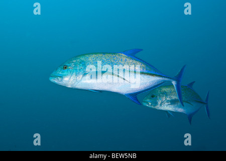 Bluefin trevally, Caranx melampygus, Fishhead, North Ari Atoll, Maldives Banque D'Images