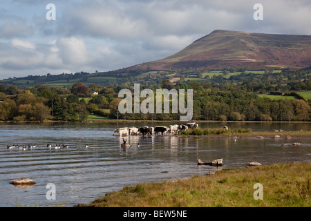 Les vaches de l'alcool à bord de l'eau de Llangorse Lake, au pied de la montagne Llangorse, près de Brecon, Powys, Wales Banque D'Images