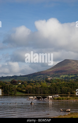 Les vaches de l'alcool à bord de l'eau de Llangorse Lake, au pied de la montagne Llangorse, près de Brecon, Powys, Wales Banque D'Images