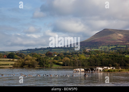 Les vaches de l'alcool à bord de l'eau de Llangorse Lake, au pied de la montagne Llangorse, près de Brecon, Powys, Wales Banque D'Images