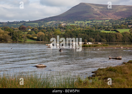 Les vaches de l'alcool à bord de l'eau de Llangorse Lake, au pied de la montagne Llangorse, près de Brecon, Powys, Wales Banque D'Images