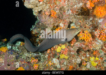 Murène géante la chasse nocturne, Gymnothorax javanicus, Maya Thila, North Ari Atoll, Maldives Banque D'Images