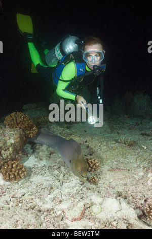 Diver rencontré Moray géant la nuit, Gymnothorax javanicus, Maya Thila, North Ari Atoll, Maldives Banque D'Images