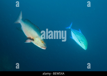 Vivaneau rouge corail rouge et carangues, Lutjanus bohar, Caranx melampygus, Himendhoo Thila, North Ari Atoll, Maldives Banque D'Images