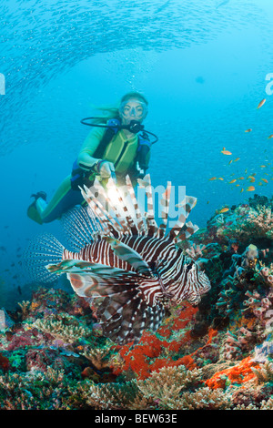 Plongeur et poisson-papillon, Pterois miles, Maya Thila, North Ari Atoll, Maldives Banque D'Images