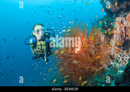 Corail noir et plongeur, Antipathes dichotoma, Maya Thila, North Ari Atoll, Maldives Banque D'Images