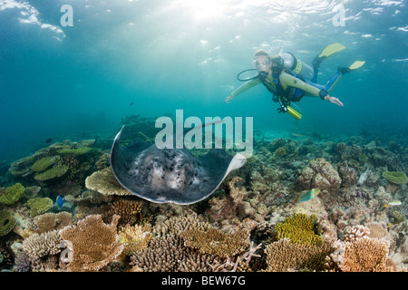 Épinoche tachetée Stingray et plongeur, Taeniura meyeni, House Reef Ellaidhoo, North Ari Atoll, Maldives Banque D'Images