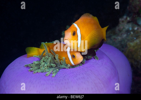 Les Maldives poisson clown Anémone magnifique Amphiprion nigripes Heteractis magnifica South Male Atoll Maldives symbiose Banque D'Images