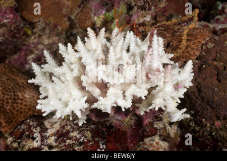 Ramification blanchie, corail Acropora sp., South Male Atoll, Maldives Banque D'Images