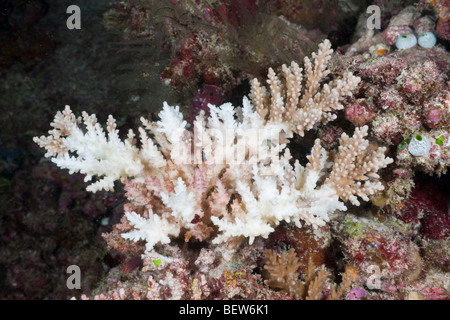 Ramification blanchie, corail Acropora sp., South Male Atoll, Maldives Banque D'Images