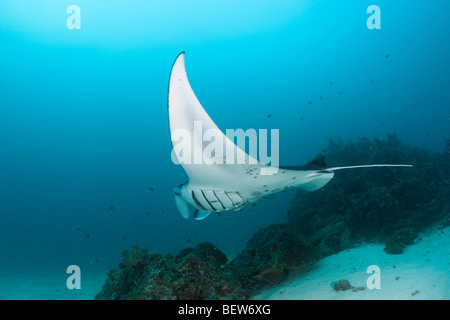 Raie Manta, Manta birostris Kandooma, Manta Point, South Male Atoll, Maldives Banque D'Images