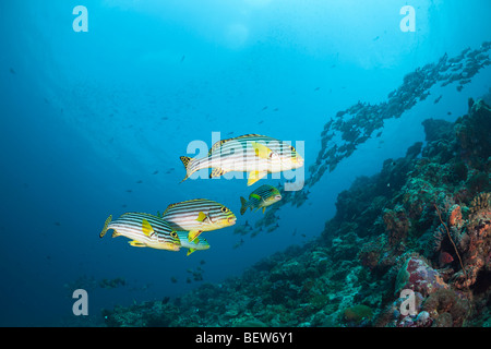 Sweetlips oriental dans les récifs coralliens, Plectorhinchus orientalis, Cocoa Corner, South Male Atoll, Maldives Banque D'Images