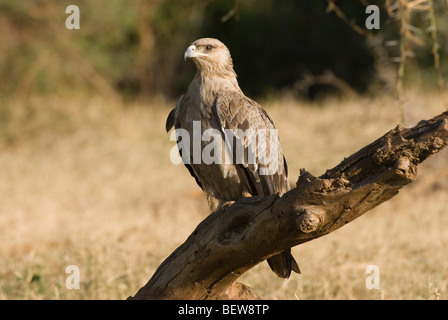 Aigle (Aquila rapax) assis sur une souche d'arbre, le Kenya, l'Afrique Banque D'Images