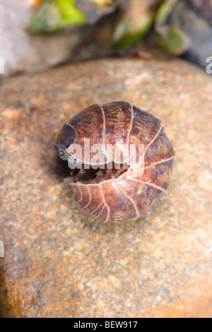 , Cloporte Armadillidium vulgare. Roulée dans Banque D'Images