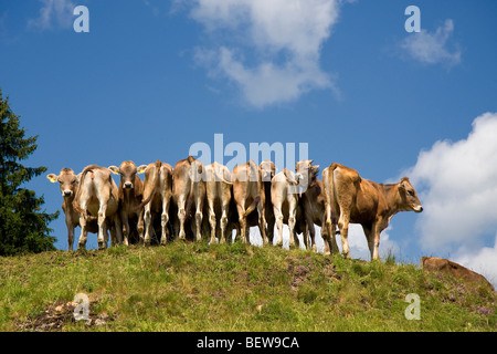 Vaches dans une ligne de front d'une colline, l'Allgau, Allemagne Banque D'Images