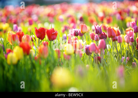 Tulip field, close-up Banque D'Images