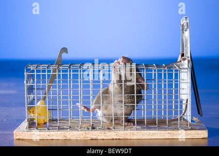 Souris à l'intérieur d'un piège à souris Banque D'Images