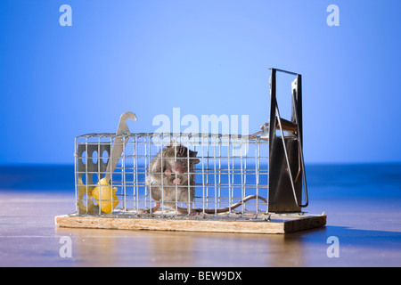 Souris à l'intérieur d'un piège à souris Banque D'Images